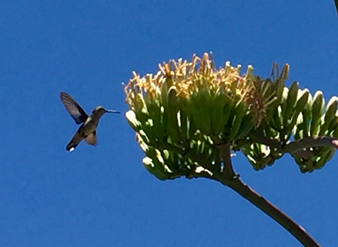Feasting hummingbird